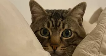 ryan pet sitter à TOULOUSE 31500