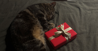 mathilde pet sitter à MONTREUIL 93100_0