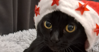 cat'pattes cat sitter à HAYANGE 57700_6