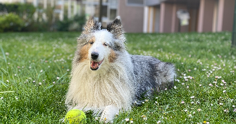 karine pet sitter à BOULOGNE BILLANCOURT 92100_6