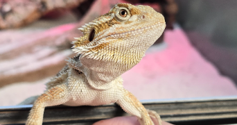maxence pet sitter à AMBARES ET LAGRAVE 33440_2