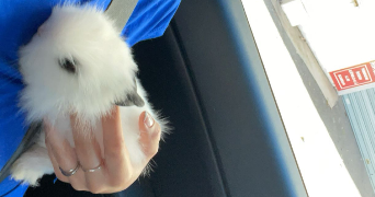 louane pet sitter à TOULON 83200_2