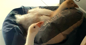 mickaël pet sitter à BELFORT 90000_2