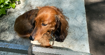 alexandra pet sitter à PARIS 11 75011_3