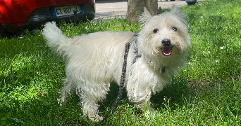 romane pet sitter à FONTENAY LE FLEURY 78330_2