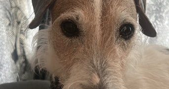 nâdiya pet sitter à POISSY 78300_4