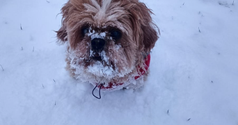 stephanie pet sitter à VAUX SUR MER 17640_1