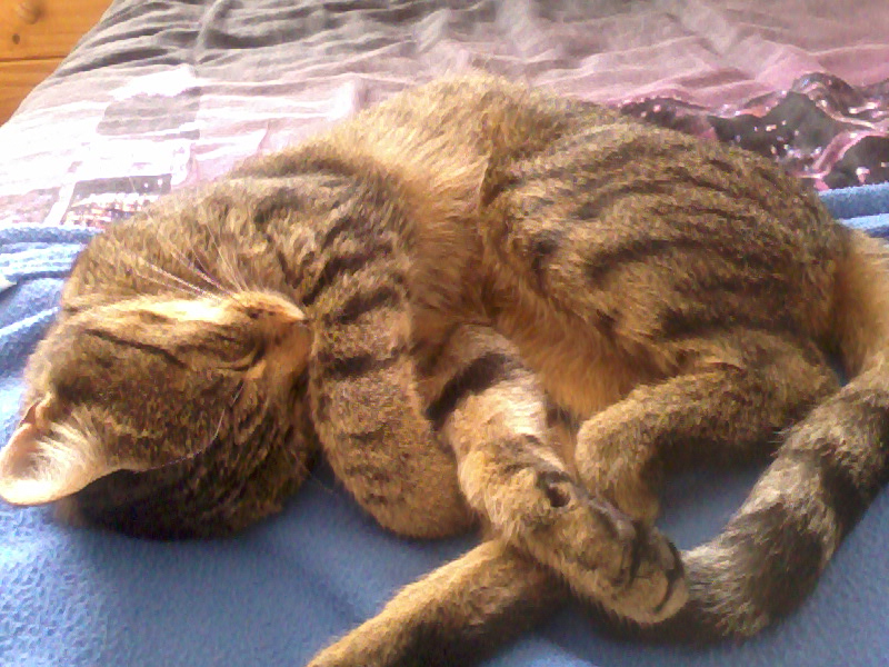 catherine pet sitter à Auray 56400_1