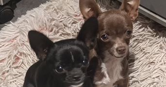 marion pet sitter à ST LEGER DU BOIS 71360_2