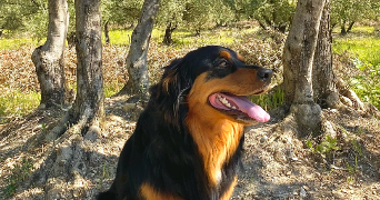 emma pet sitter à MAZAN 84380_2