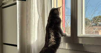 virginie pet sitter à BRIGNOLES 83170_1