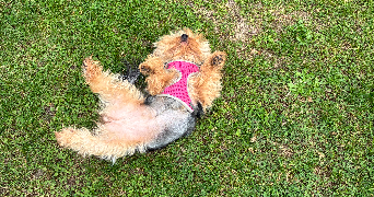 margot pet sitter à CLAYE SOUILLY 77410_8