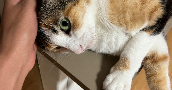 rebeca pet sitter à BAGNOLS SUR CEZE 30200_7