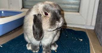 margaux pet sitter à VILLEVAUDE 77410_3