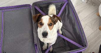 lywenn pet sitter à TOULOUSE 31300_1