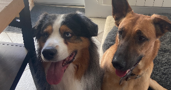 romane pet sitter à MANY 57380_5