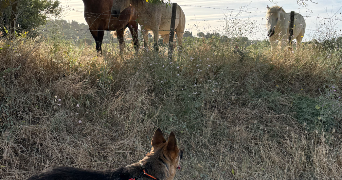 kim pet sitter à BEAUVOISIN 30640_1