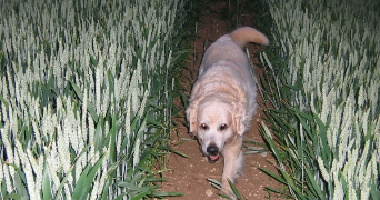 violette pet sitter à ST RAPHAEL 83700_3