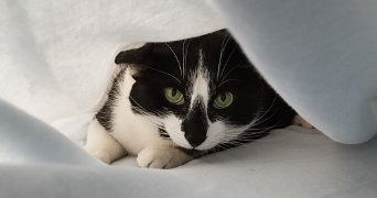 yuna pet sitter à VILLEURBANNE 69100_4