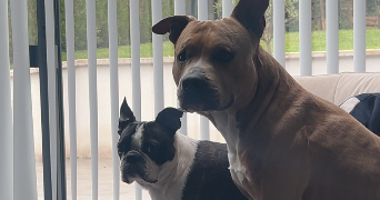 cyrielle pet sitter à LILLE 59000_2