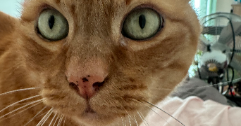 lucie pet sitter à BOULOGNE BILLANCOURT 92100_3