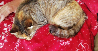 alice pet sitter à NANTES 44300_3