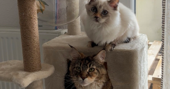 elaura pet sitter à FROUZINS 31270_0