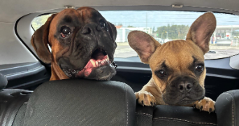 elaura pet sitter à MONTREUIL 93100_1
