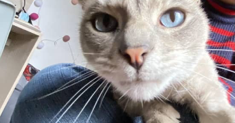 nais pet sitter à Le Kremlin-Bicêtre 94270_1