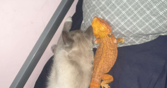 camille pet sitter à MENILLES 27120_1