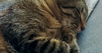 lucy cat sitter à MARSEILLE 01 13001_3