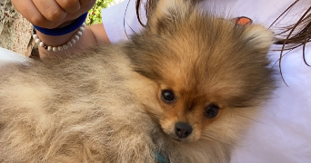 anaïs pet sitter à LE PLESSIS PATE 91220_6