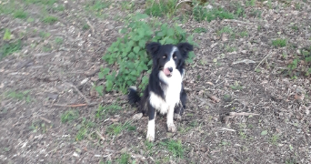 ombeline pet sitter à LE CHESNAY ROCQUENCOURT 78150_2