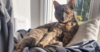 adéline pet sitter à ST SAUVEUR 29400_3