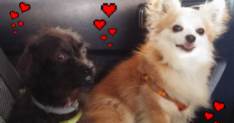 sylvia pet sitter à LIGRON 72270_2