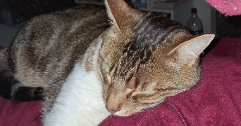 sabine pet sitter à IGNY 91430_3