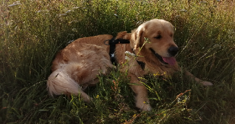 coline pet sitter à ST JEAN LIGOURE 87260_2