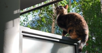 selen pet sitter à CLERMONT FERRAND 63100_2