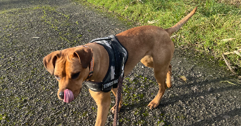 manuela pet sitter à VALENCIENNES 59300_3