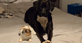 gloria pet sitter à VINEUIL 41350_1