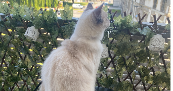 clarisse pet sitter à Saint-Malo 35400_4