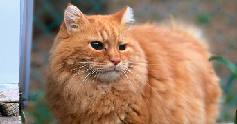 camille pet sitter à DIJON 21000_5