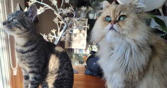 anaïs  pet sitter à VIEIL HESDIN 62770_7
