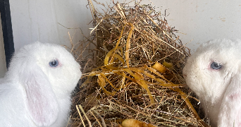 maiwenn pet sitter à ST THURIAL 35310_5