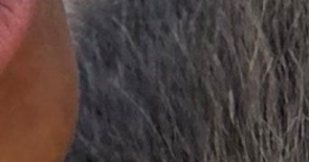 anaïs pet sitter à ARCUEIL 94110_0