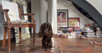 maksim pet sitter à GENNEVILLIERS 92230_3