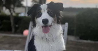 florine pet sitter à GUIPAVAS 29490
