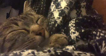 hermine pet sitter à BRON 69500_6