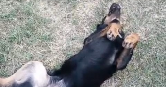 yacine pet sitter à GRABELS 34790_5