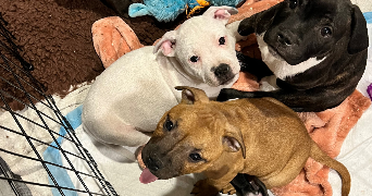 laura pet sitter à ORGON 13660_4